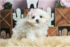 Lily Bell - Maltese for sale