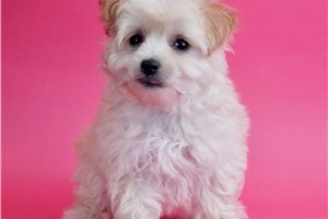 Molly - Malti Poo - Maltipoo for sale