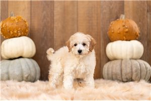 Paola - Malti Poo - Maltipoo for sale