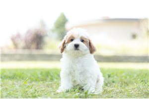 Freddie - Malti Poo - Maltipoo for sale