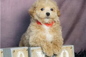 Watson - Malti Poo - Maltipoo for sale