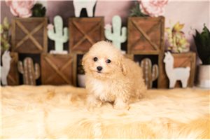 Mr Aden - Malti Poo - Maltipoo for sale