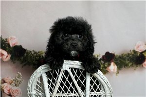Andres - Malti Poo - Maltipoo for sale