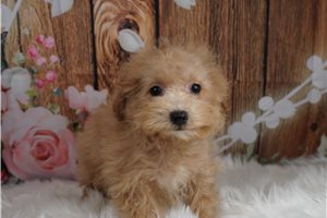 Lenard - Malti Poo - Maltipoo for sale