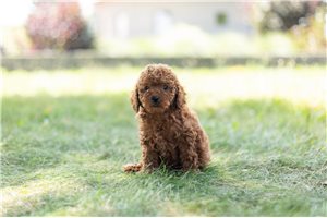 Harvey - Poodle, Miniature for sale