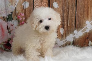 King - Malti Poo - Maltipoo for sale