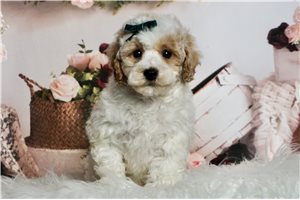 Emile - Malti Poo - Maltipoo for sale