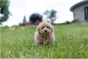 Mr Jam - Malti Poo - Maltipoo for sale