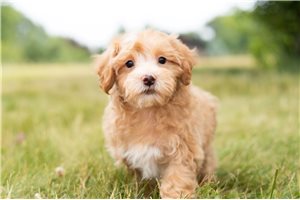 Felix - Malti Poo - Maltipoo for sale