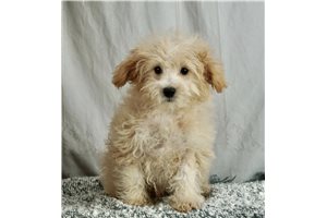 Diesel - Malti Poo - Maltipoo for sale