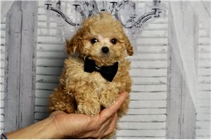 Mayweather - Malti Poo - Maltipoo for sale