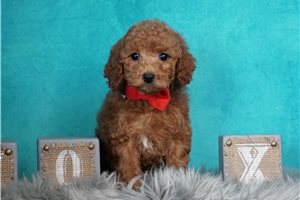 Garrett - Malti Poo - Maltipoo for sale