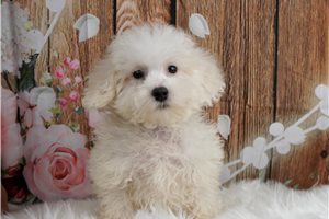 Karl - Malti Poo - Maltipoo for sale