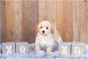 Maria - Malti Poo - Maltipoo for sale