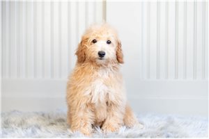 Macaroon - Goldendoodle, Mini for sale