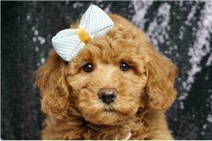 Rory - Goldendoodle, Mini for sale