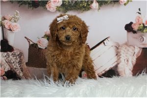 Ruby - Goldendoodle, Mini for sale