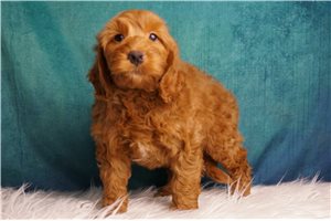 Bodie - Mini Goldendoodle for sale