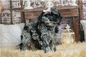 Cleo - Goldendoodle, Mini for sale