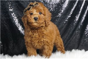 Brianna - Goldendoodle, Mini for sale