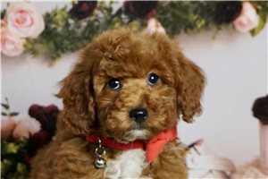 Wade - Goldendoodle, Mini for sale