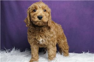 Emory - Goldendoodle, Mini for sale
