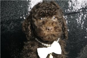 Damian - Mini Goldendoodle for sale