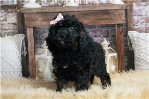 Charlize - Goldendoodle, Mini for sale