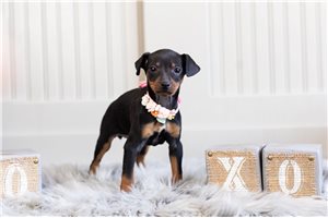 Giselle - Miniature Pinscher for sale