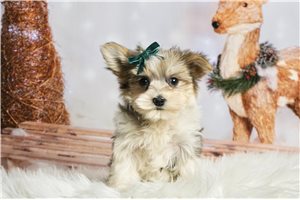 Lucy - Morkie / Yorktese for sale