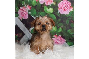 Munchy - Morkie / Yorktese for sale