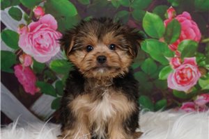 Fred - Morkie / Yorktese for sale