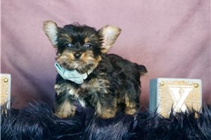 Kenji - Morkie / Yorktese for sale