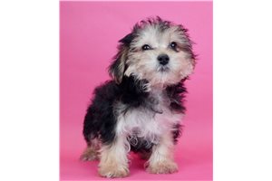 Buttercup - Morkie / Yorktese for sale