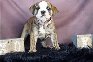 Abby - Olde English Bulldogge for sale