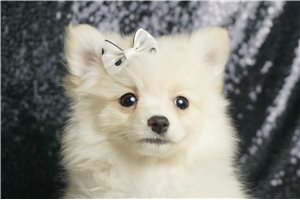 Remi - Pomeranian for sale