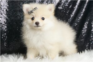 Sebastian - Pomeranian for sale