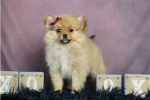 Betsy - Pomeranian for sale