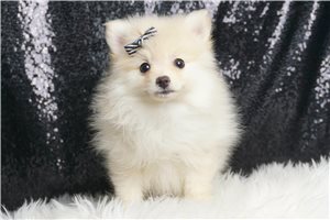 Sebastian - Pomeranian for sale