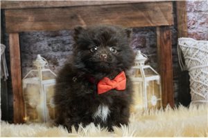 Stirling - Pomeranian for sale