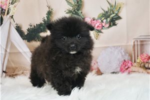 Roy - Pomeranian for sale