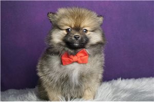 Peterson - Pomeranian for sale