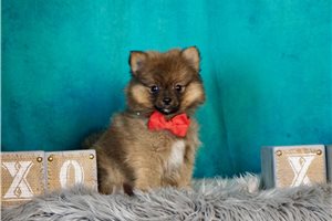 Ruben - Pomeranian for sale
