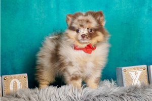 Rufus - Pomeranian for sale