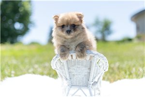 Wenko - Pomeranian for sale
