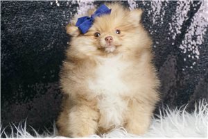 Carter - Pomeranian for sale