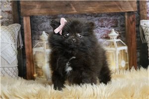 Spirit - Pomeranian for sale