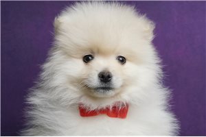 Porter - Pomeranian for sale