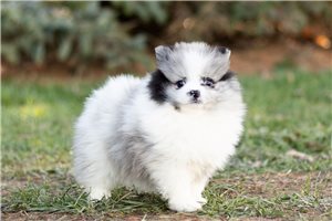 Kaylea - Pomeranian for sale