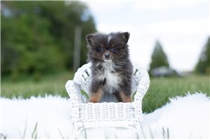 Mr Colt - Pomeranian for sale